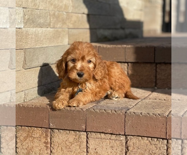 Medium Photo #1 Goldendoodle Puppy For Sale in WOLCOTT, IN, USA