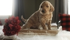 Small Photo #2 Goldendoodle Puppy For Sale in GEORGETOWN, IN, USA