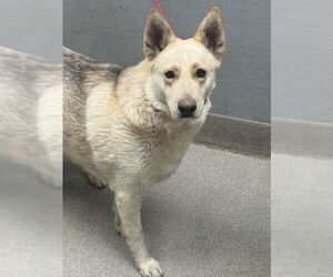 German Shepherd Dog-Unknown Mix Dogs for adoption in Las Vegas, NV, USA