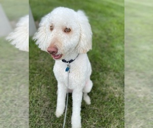 Goldendoodle (Miniature) Dogs for adoption in FORT LEAVENWORTH, KS, USA