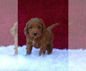 Goldendoodle (Miniature) Puppy for sale in ORLANDO, FL, USA