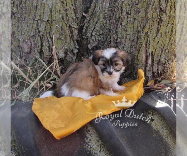 Medium Photo #1 Zuchon Puppy For Sale in LE MARS, IA, USA