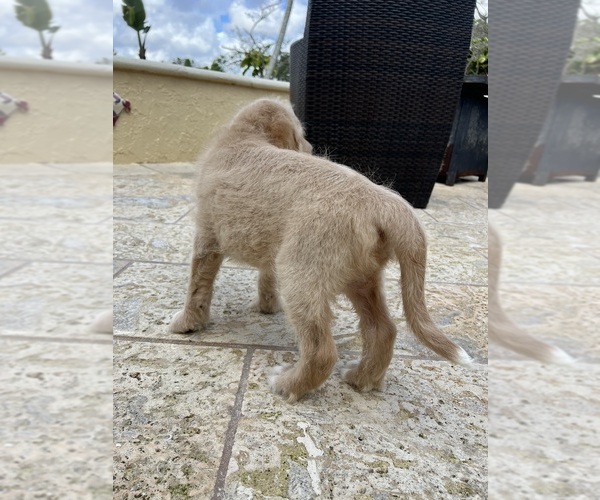 Medium Photo #7 Labradoodle Puppy For Sale in FORT LAUDERDALE, FL, USA