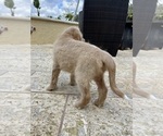 Small #6 Labradoodle