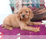 Small Cavalier King Charles Spaniel-Goldendoodle Mix