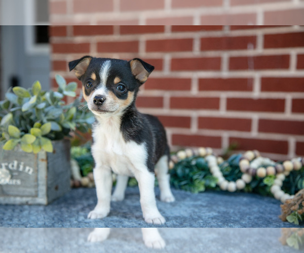 Medium Photo #2 Chihuahua Puppy For Sale in NEW HOLLAND, PA, USA
