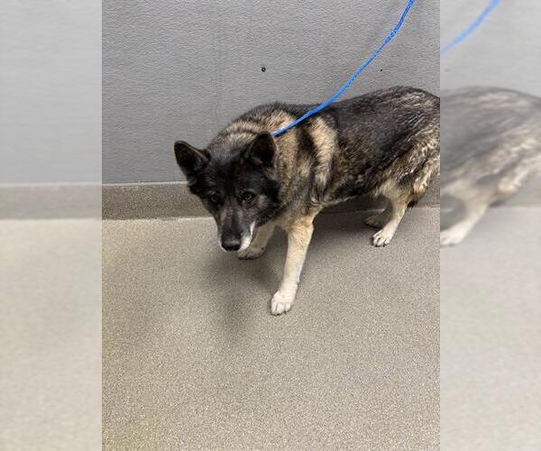 Medium Photo #1 German Shepherd Dog-Unknown Mix Puppy For Sale in Las Vegas, NV, USA