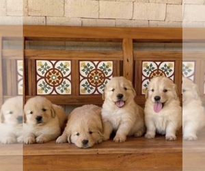 Golden Retriever Puppy for sale in ANAHEIM, CA, USA