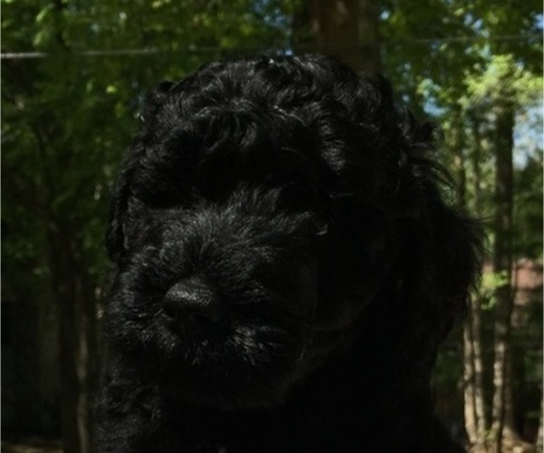 Medium Photo #4 Australian Labradoodle Puppy For Sale in CHAPEL HILL, NC, USA