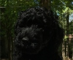 Small Photo #4 Australian Labradoodle Puppy For Sale in CHAPEL HILL, NC, USA