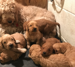 Mother of the Goldendoodle (Miniature) puppies born on 01/26/2017