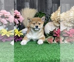 Small #5 Shiba Inu