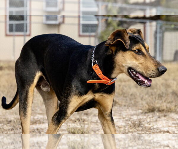Medium Photo #3 Doberman Pinscher Puppy For Sale in Devine, TX, USA