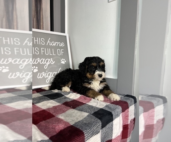 Medium Photo #6 Bernedoodle (Miniature) Puppy For Sale in FRANKLIN, IN, USA