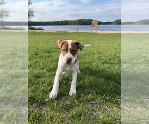 Beagle-Unknown Mix Puppy for sale in FITCHBURG, MA, USA