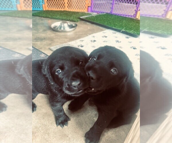 Medium Photo #2 Labrador Retriever Puppy For Sale in BEAUFORT, NC, USA