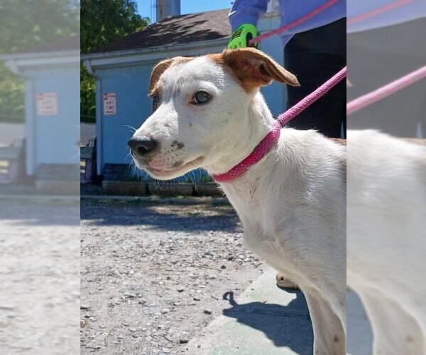 Medium Photo #1 Mutt Puppy For Sale in Rustburg, VA, USA