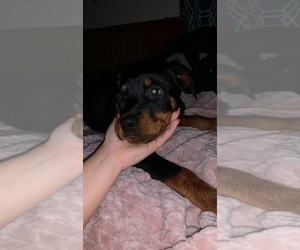 Rottweiler Puppy for sale in BRISTOL, TN, USA