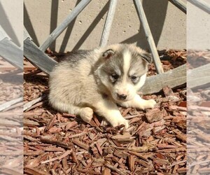 Siberian Husky Puppy for sale in HOOPESTON, IL, USA