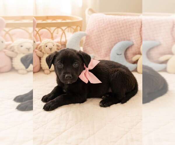 Medium Photo #7 Labrador Retriever-Unknown Mix Puppy For Sale in Holly Springs, NC, USA
