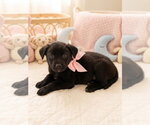 Small #6 Labrador Retriever Mix