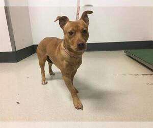 Chihuahua-Staffordshire Bull Terrier Mix Dogs for adoption in Corona, CA, USA