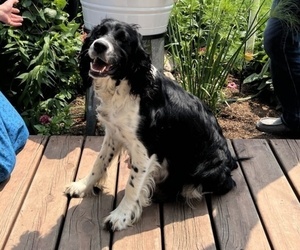 Mother of the English Springer Spaniel puppies born on 03/24/2026