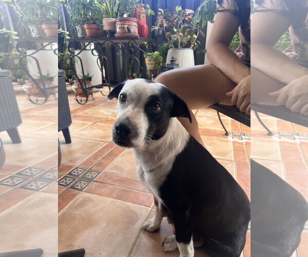 Medium Photo #1 Mutt Puppy For Sale in Miami, FL, USA