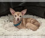 Small #12 Chihuahua