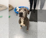 Small #1 American Staffordshire Terrier