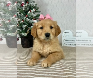 Golden Retriever Puppy for sale in GREENFIELD, IN, USA