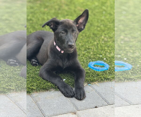 Medium Photo #6 Labrador Retriever-Unknown Mix Puppy For Sale in San Diego, CA, USA