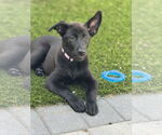 Small #5 Labrador Retriever Mix