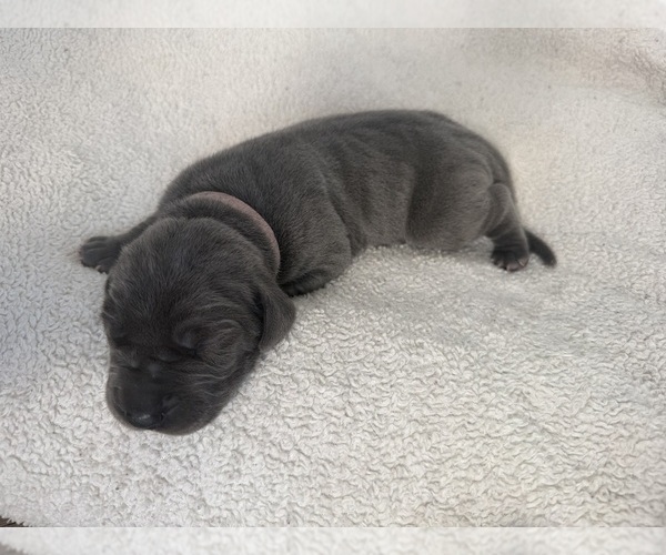 Medium Photo #6 Great Dane Puppy For Sale in OLATHE, CO, USA