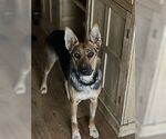 Small #2 Australian Kelpie-German Shepherd Dog Mix