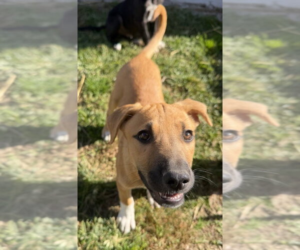 Medium Photo #3 Labrador Retriever-Unknown Mix Puppy For Sale in Aurora, IN, USA
