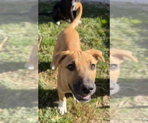 Georgia : Madison - Female Labrador Retriever-Unknown Mix Dog for Adoption - Photo #3