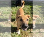 Small Photo #3 Labrador Retriever-Unknown Mix Puppy For Sale in Aurora, IN, USA