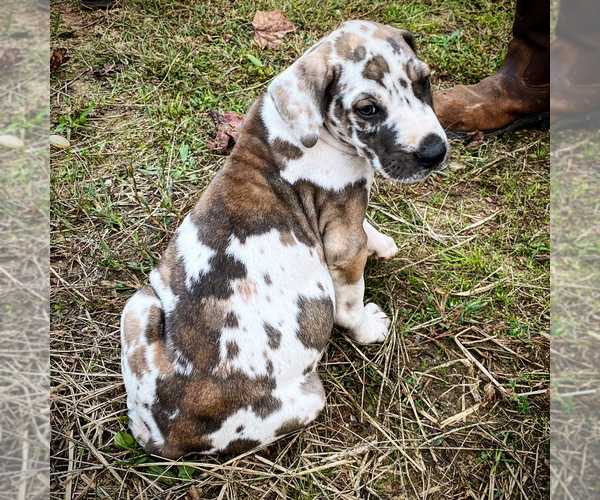 Medium Photo #1 Great Dane Puppy For Sale in HENDERSON, NC, USA
