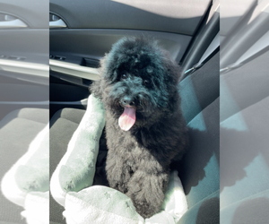 Poodle (Toy) Puppy for sale in MANSFIELD, MA, USA