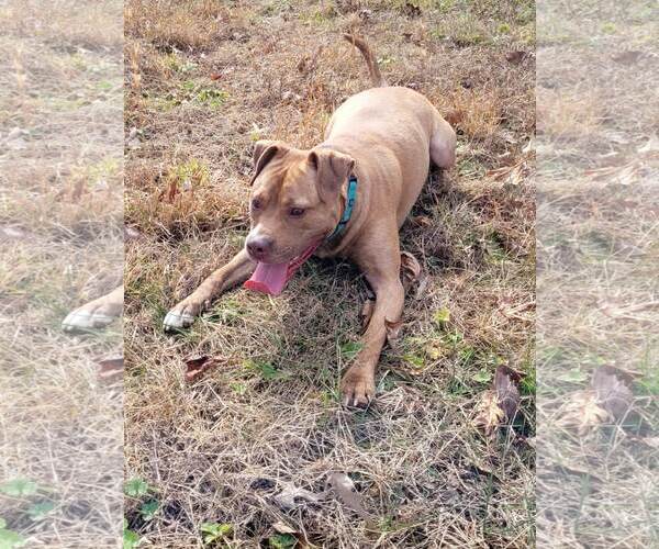Medium Photo #17 American Staffordshire Terrier-Unknown Mix Puppy For Sale in Spotsylvania, VA, USA