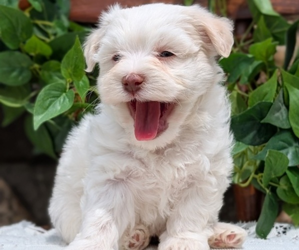 Medium Photo #33 Havanese Puppy For Sale in GOSHEN, IN, USA