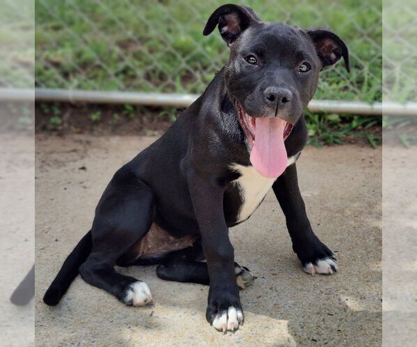 Medium Photo #3 American Staffordshire Terrier-Boxer Mix Puppy For Sale in Talladega, AL, USA