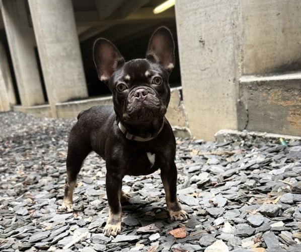 Medium Photo #1 French Bulldog Puppy For Sale in ATLANTA, GA, USA