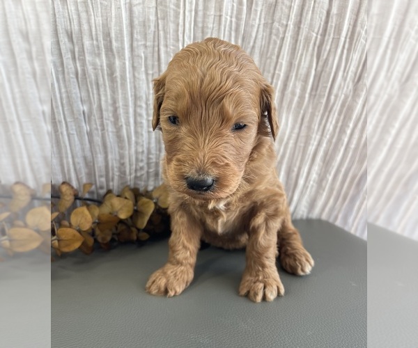 Medium Photo #12 Goldendoodle Puppy For Sale in WOODBURN, IN, USA
