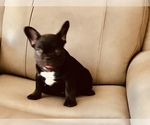 Small Photo #5 French Bulldog Puppy For Sale in FREMONT, CA, USA