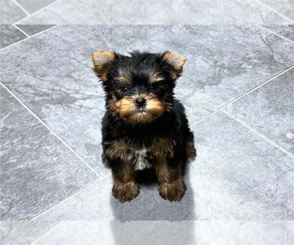 Medium Photo #1 Yorkshire Terrier Puppy For Sale in HUNTSVILLE, AL, USA