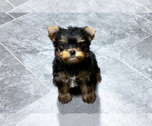 Yorkshire Terrier Puppy for sale in HUNTSVILLE, AL, USA
