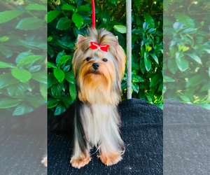 Mother of the Yorkshire Terrier puppies born on 04/04/2025