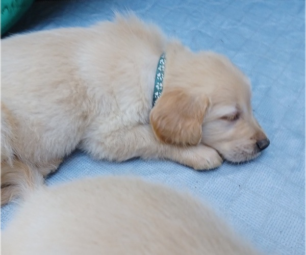 Medium Photo #8 Golden Retriever Puppy For Sale in EARLY BRANCH, SC, USA